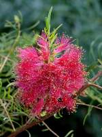 Myrtenheide (Melaleuca Myrtaceae) am 03.04.2009 in Wilhelma/Stuttgart