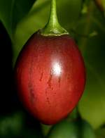 Baumtomate Tamarillo am 17.11.2008 in Wilhelma/Stuttgart