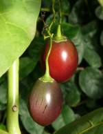 Baumtomate Tamarillo am 17.11.2008 in Wilhelma/Stuttgart