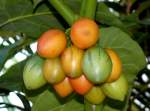 Tomatenbaum/Tamarillo am 24.12.2008 in Wilhelma/Stuttgart