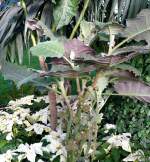 Solanum quitoenese/Lulopflanze am 24.12.2008 in Wilhelma/Stuttgart