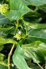 Nonibaum am 17.11.2008 in Wilhelma/Stuttgart