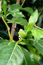 Nonibaum am 17.11.2008 in Wilhelma/Stuttgart