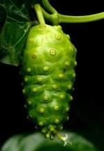 Noni-Baum Frucht am 23.07.2008 in Stuttgart/Wilhelma