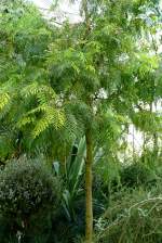 Australische Silbereiche am 03.04.2009 in Wilhelma/Stuttgart