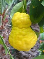 Citrus medica - Zitronat-Zitrone am 30.03.2009 im Blhenden Barock Ludwigsburg