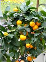 Citrus bergamia - Bergamotte Bitterorange am 30.03.2009 im Blhenden Barock Ludwigsburg