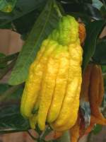 Citrus medica Digitata - Buddhas Hand Zitronatzitrone am 30.03.2009 im Blhenden Barock Ludwigsburg