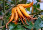 Citrus medica Digitata - Buddhas Hand Zitronatzitrone am 30.03.2009 im Blhenden Barock Ludwigsburg