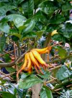 Citrus medica Digitata - Buddhas Hand Zitronatzitrone am 30.03.2009 im Blhenden Barock Ludwigsburg