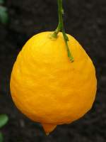 Citrus limonimedica Rubra - Zedrat-Zitrone am 30.03.2009 im Blhenden Barock Ludwigsburg