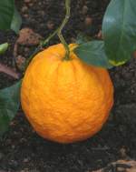 Citrus medica am 30.03.2009 im Blhenden Barock Ludwigsburg