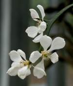 Citrus-Blte am 30.03.2009 im Blhenden Barock Ludwigsburg