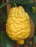 Citrus media maxima - Riesen-Zitronatzitrone am 30.03.2009 im Blhenden Barock Ludwigsburg