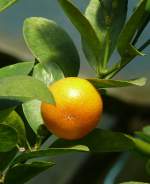 Zierorange Calamondin am 17.11.2008 in Wilhelma/Stuttgart