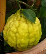 Citrus medica - Zitronatzitrone am 30.03.2009 im Blhenden Barock Ludwigsburg