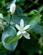 Calamindi (Zierorange) am 05.07.2008 in Wilhelma/Stuttgart