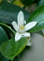 Calamindi (Zierorange) am 05.07.2008 in Wilhelma/Stuttgart