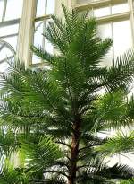 Wollemie-Kiefer am 23.07.2008 in Wilhelma/Stuttgart