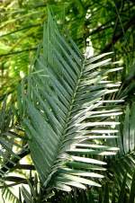 Wollemie-Kiefer am 23.07.2008 in Wilhelma/Stuttgart