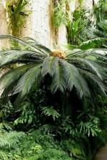 Palmfarn (weder Palme noch Farn) am 23.08.2008 in Wilhelma/Stuttgart