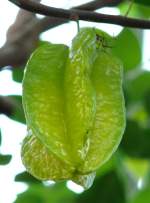 Sternfrucht am 17.11.2008 in Wilhelma/Stuttgart