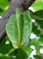 Sternfrucht am 17.11.2008 in Wilhelma/Stuttgart