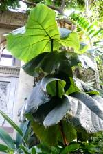 Sternfrucht am 17.11.2008 in Wilhelma/Stuttgart