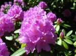 Rhododendren kommen meist als immergrne Strucher oder auch als Bume vor. Die Rhododendren blhen von Januar bis August. Hauptbltezeit ist April und Mai. Es gibt insgesamt ber 1000 Arten weltweit. In Nordamerika und Asien kommen die meisten Arten vor. Viele Rhododendren sind giftig, wobei das Gift nicht nur in den Blttern, sondern auch in den Blten und Pollen sitzt.
Rhodedendren werden weltweit kultiviert und sind bei Gartenfreunden sehr beliebt.
