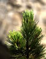 Hier das Bild jetzt einmal im Hochformat. http://bilderdiskussion.startbilder.de/name/einzelbild/number/34035/kategorie/Diskussion~Meinungen~Was+meint+ihr+dazu.html