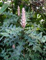 Akanthus am 24.12.2008 in Wilhelma/Stuttgart