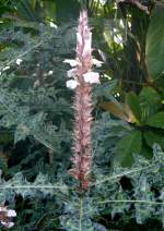 Akantus am 01.03.2009 in Wilhelma/Stuttgart