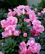 Rhododemdron am 17.11.2008 in Wilhelma/Stuttgart