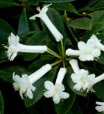 Rhododendron am 17.11.2008 in Wilhelma/Stuttgart