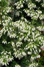 Erika am 01.03.2009 in Wilhelma/Stuttgart