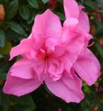 Azalee am 22.03.2009 in Wilhelma/Stuttgart