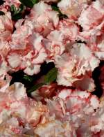 Azalee am 22.03.2009 in Wilhelma/Stuttgart