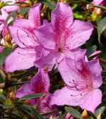 Azalee am 22.03.2009 in Wilhelma/Stuttgart