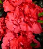 Azalee am 22.03.2009 in Wilhelma/Stuttgart