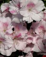 Azalee am 22.03.2009 in Wilhelma/Stuttgart