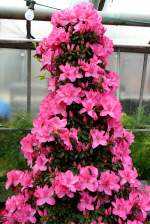 Azalee am 03.04.2009 in Wilhelma/Stuttgart