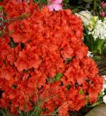 Azalee am 03.04.2009 in Wilhelma/Stuttgart