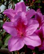 Azalee am 03.04.2009 in Wilhelma/Stuttgart