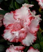 Azalee am 03.04.2009 in Wilhelma/Stuttgart