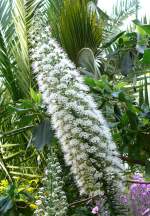 Natternkopf am 22.03.2009 in Stuttgart/Wilhelma