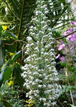 Natternkopf am 22.03.2009 in Stuttgart/Wilhelma