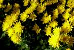 Garten Chrysantheme am 17.11.2008 in Wilhelma/Stuttgart