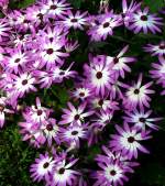 Grtner-Cinerarie am 01.03.2009 in Wilhelma/Stuttgart