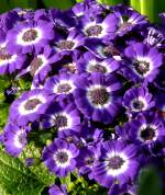 Grtner-Cinerarie am 01.03.2009 in Wilhelma/Stuttgart