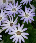 Grtner-Cinerarie am 22.03.209 in Wilhelma/Stuttgart